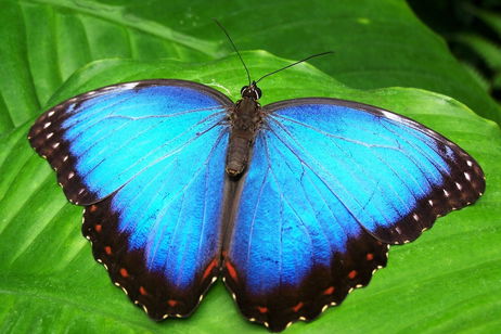 Tiene 236 millones de años, y gracias a él hemos descubierto a la mariposa más antigua de la historia